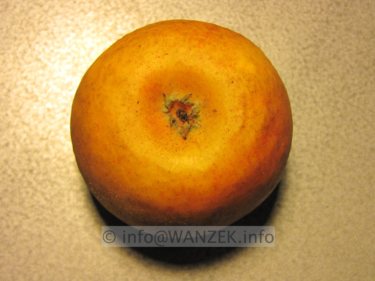 Apfel Goldparmaene 3.JPG